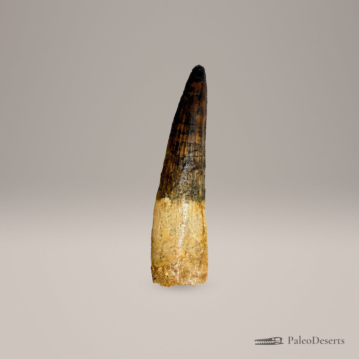 Spinosaurus Tooth Fossil – 3.7 in (9.5 cm), Morocco – Specimen SP-34 - PaleoDeserts
