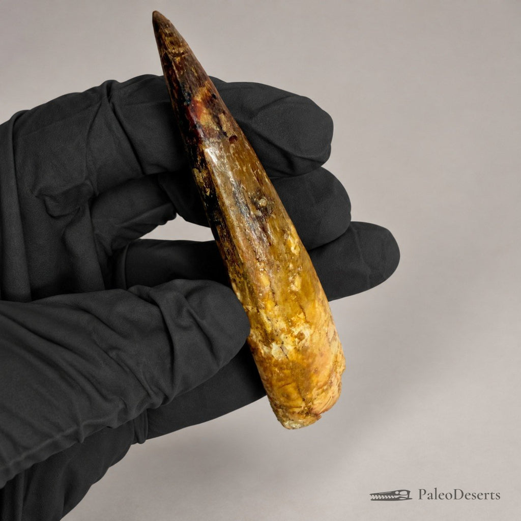 Spinosaurus Tooth Fossil – 3.9 in (9.8 cm), Morocco – Specimen SP-40 - PaleoDeserts