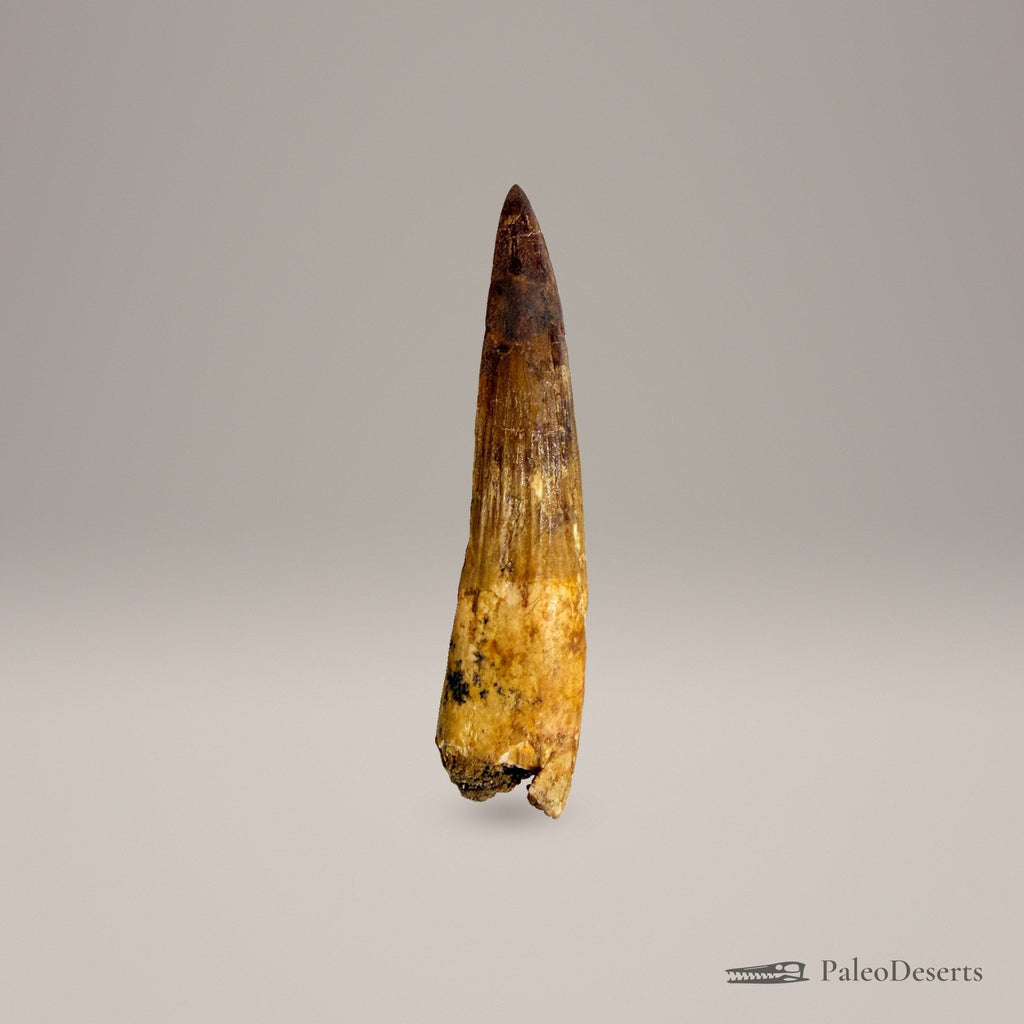 Spinosaurus Tooth Fossil – 3.9 in (9.8 cm), Morocco – Specimen SP-40 - PaleoDeserts