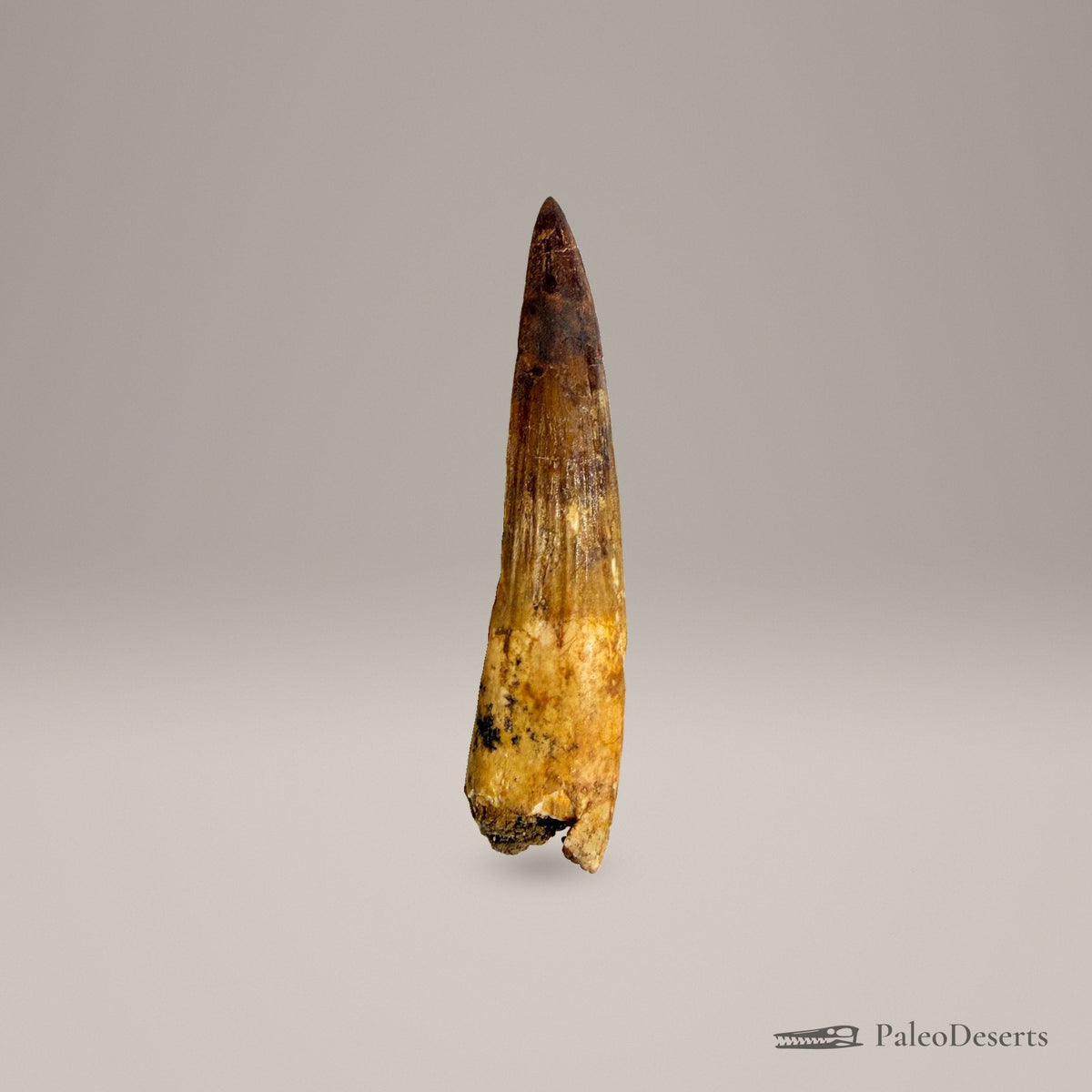 Spinosaurus Tooth Fossil – second view