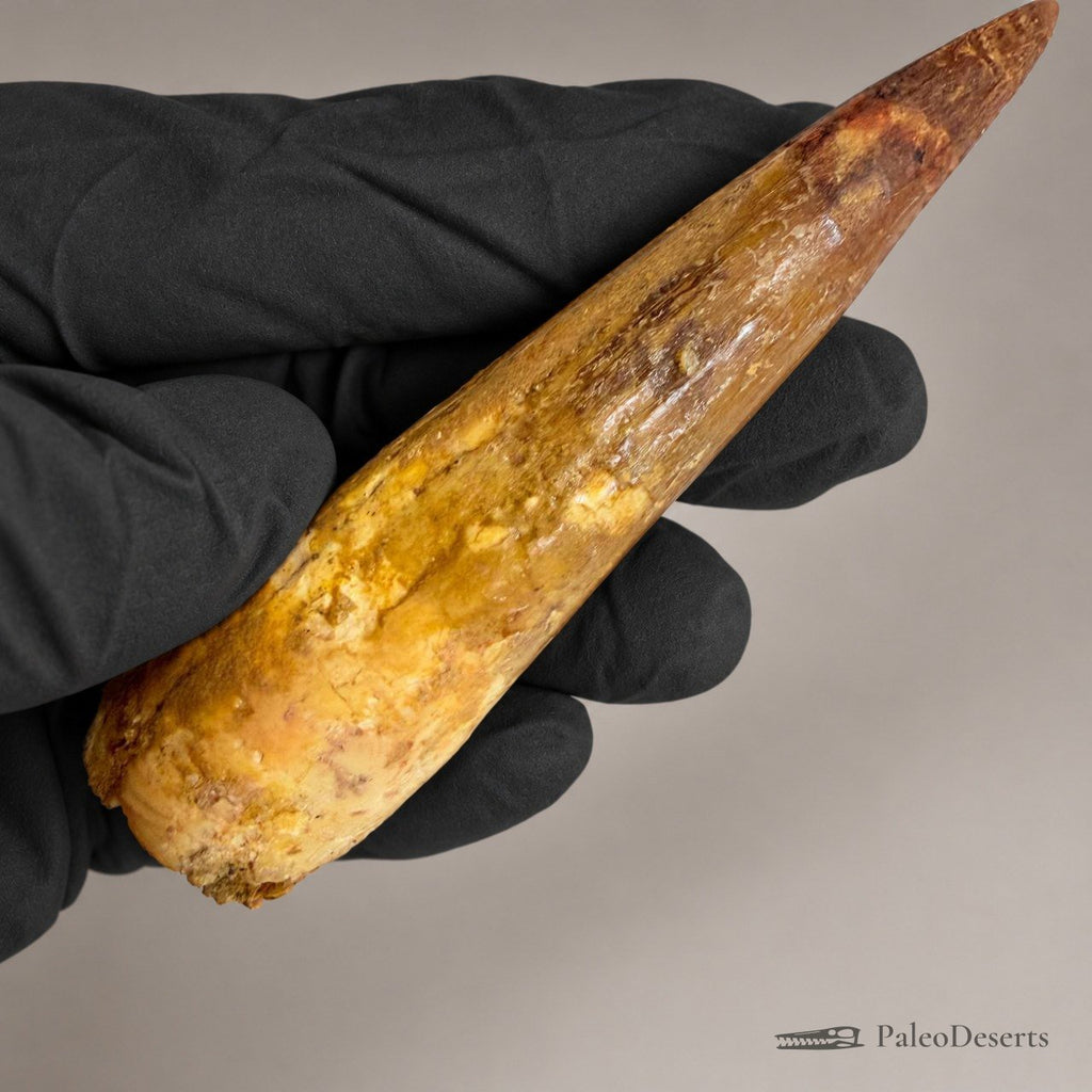 Spinosaurus Tooth Fossil – 3.9 in (9.8 cm), Morocco – Specimen SP-40 - PaleoDeserts
