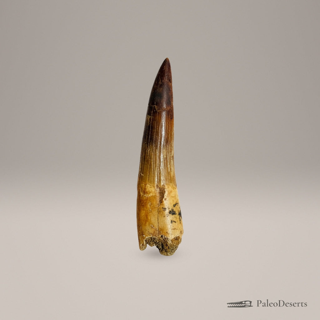 Spinosaurus Tooth Fossil – 3.9 in (9.8 cm), Morocco – Specimen SP-40 - PaleoDeserts