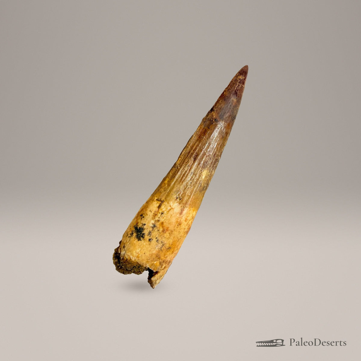 Spinosaurus Tooth Fossil – 3.9 in (9.8 cm), Morocco – Specimen SP-40 - PaleoDeserts