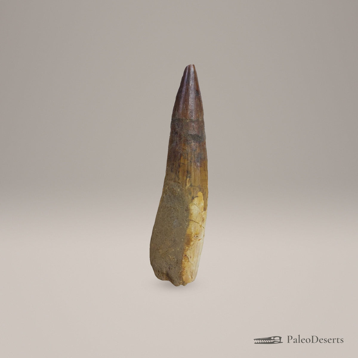 Spinosaurus Tooth Fossil – second view