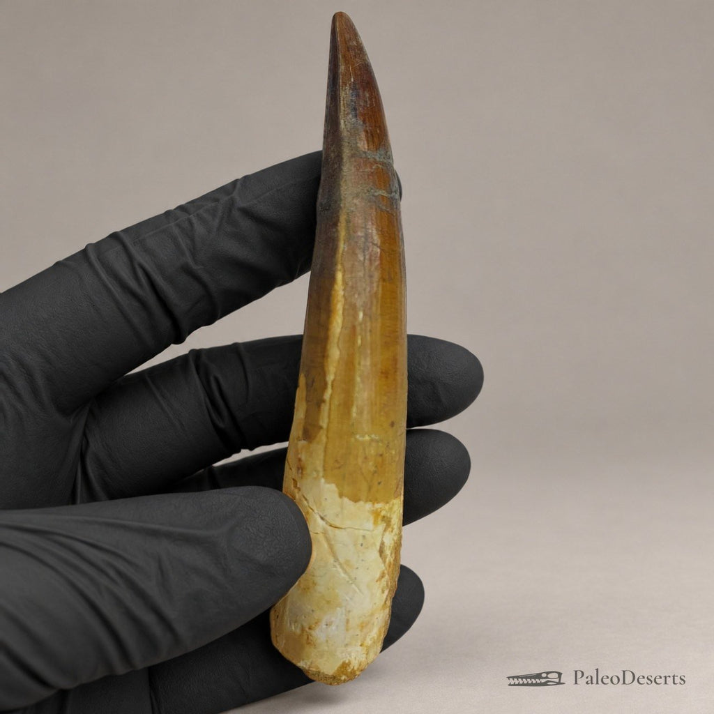 Spinosaurus Tooth Fossil – 3.9 in (9.9 cm), Morocco – Specimen SP-04 - PaleoDeserts