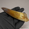 Spinosaurus Tooth Fossil – 3.9 in (9.9 cm), Morocco – Specimen SP-04 - PaleoDeserts