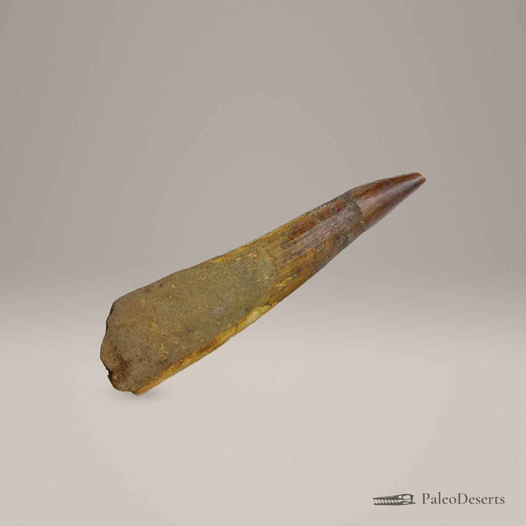 Spinosaurus Tooth Fossil – 3.9 in (9.9 cm), Morocco – Specimen SP-04 - PaleoDeserts