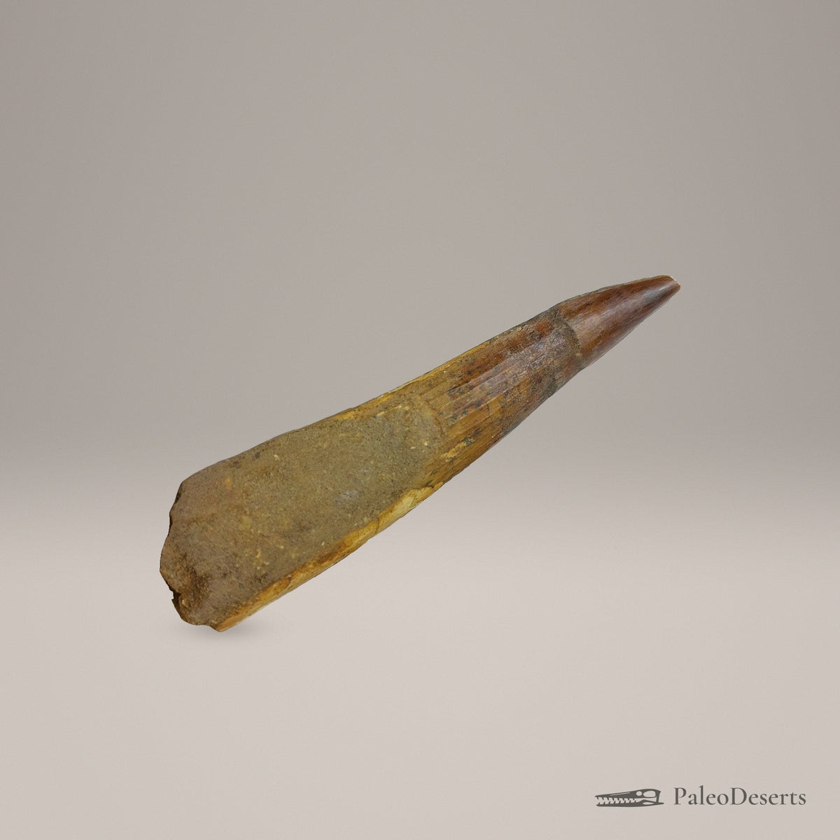 Spinosaurus Tooth Fossil – 3.9 in (9.9 cm), Morocco – Specimen SP-04 - PaleoDeserts