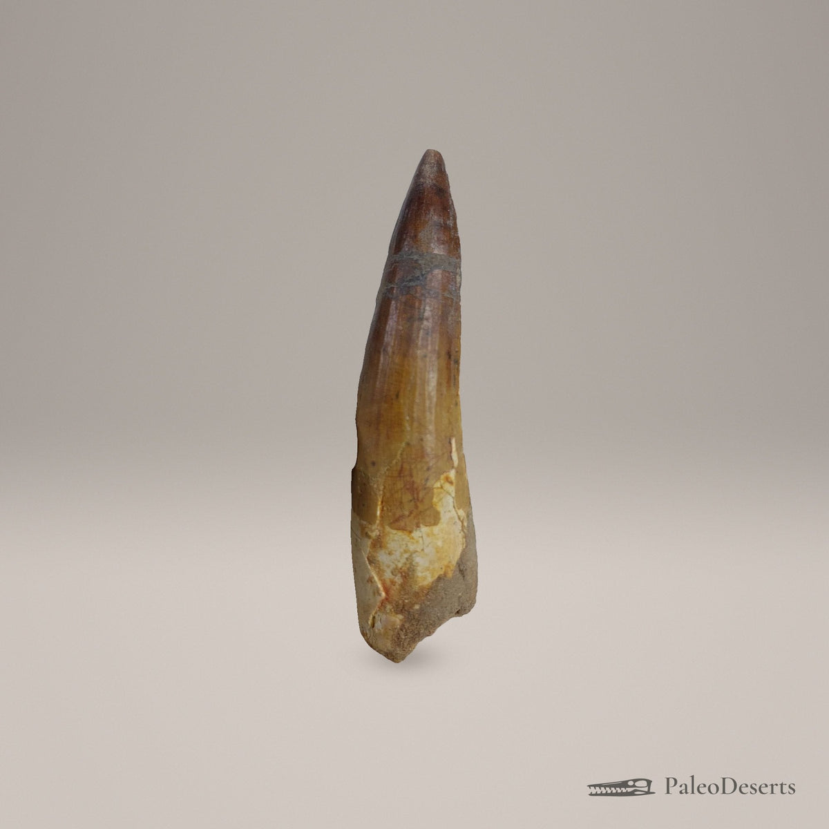 Spinosaurus Tooth Fossil – 3.9 in (9.9 cm), Morocco – Specimen SP-04 - PaleoDeserts