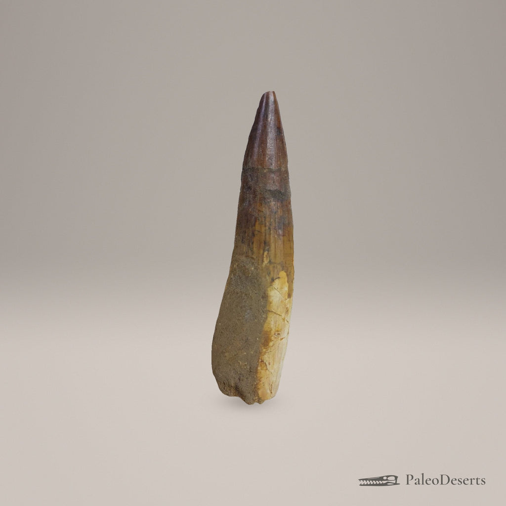 Spinosaurus Tooth Fossil – 3.9 in (9.9 cm), Morocco – Specimen SP-04 - PaleoDeserts