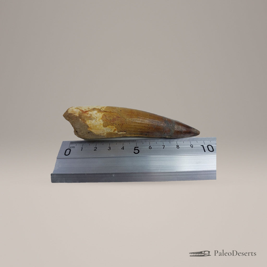 Spinosaurus Tooth Fossil – 3.9 in (9.9 cm), Morocco – Specimen SP-04 - PaleoDeserts