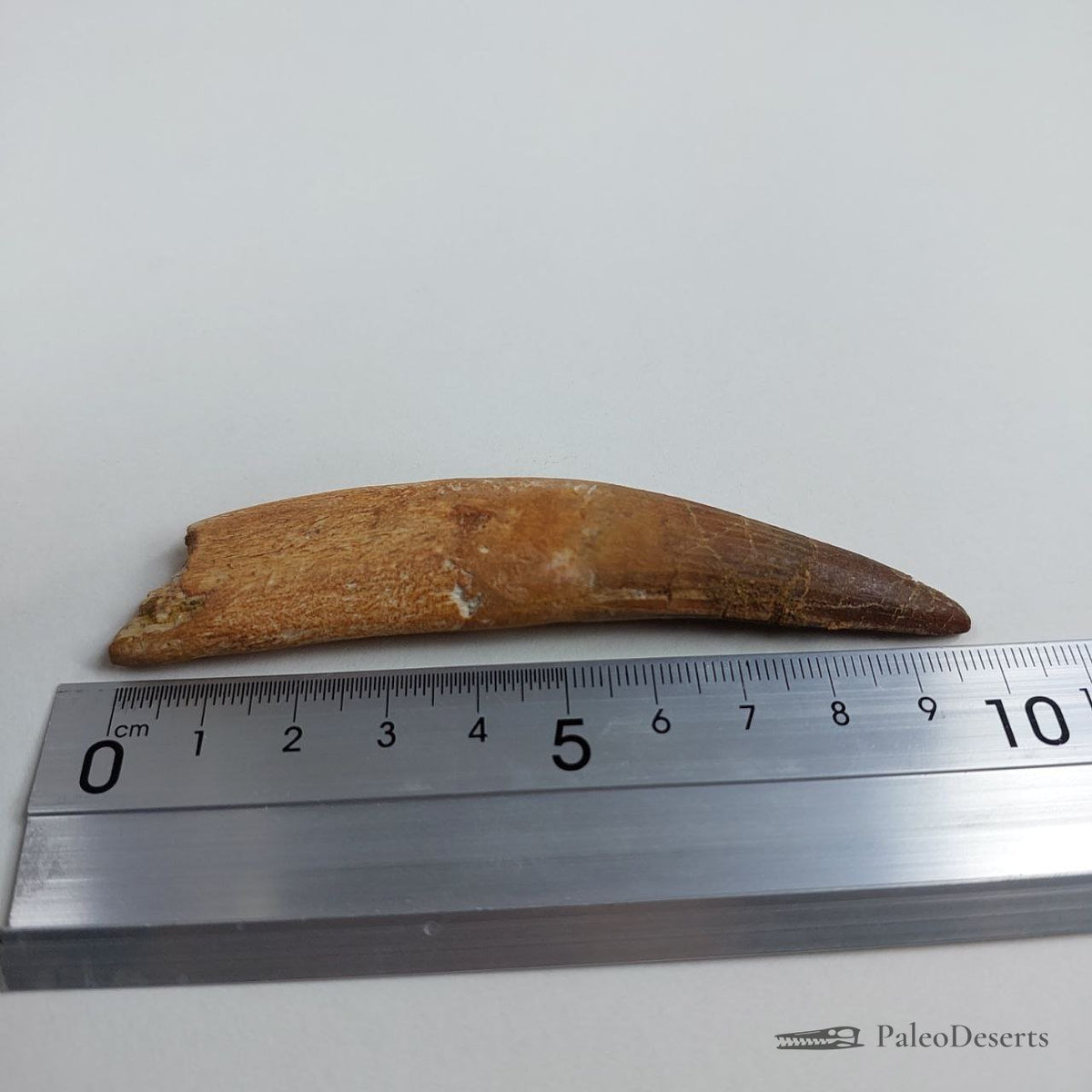 Spinosaurus Tooth Fossil – 3.9 in (9.9 cm), Morocco – Specimen SP-36 – view 5