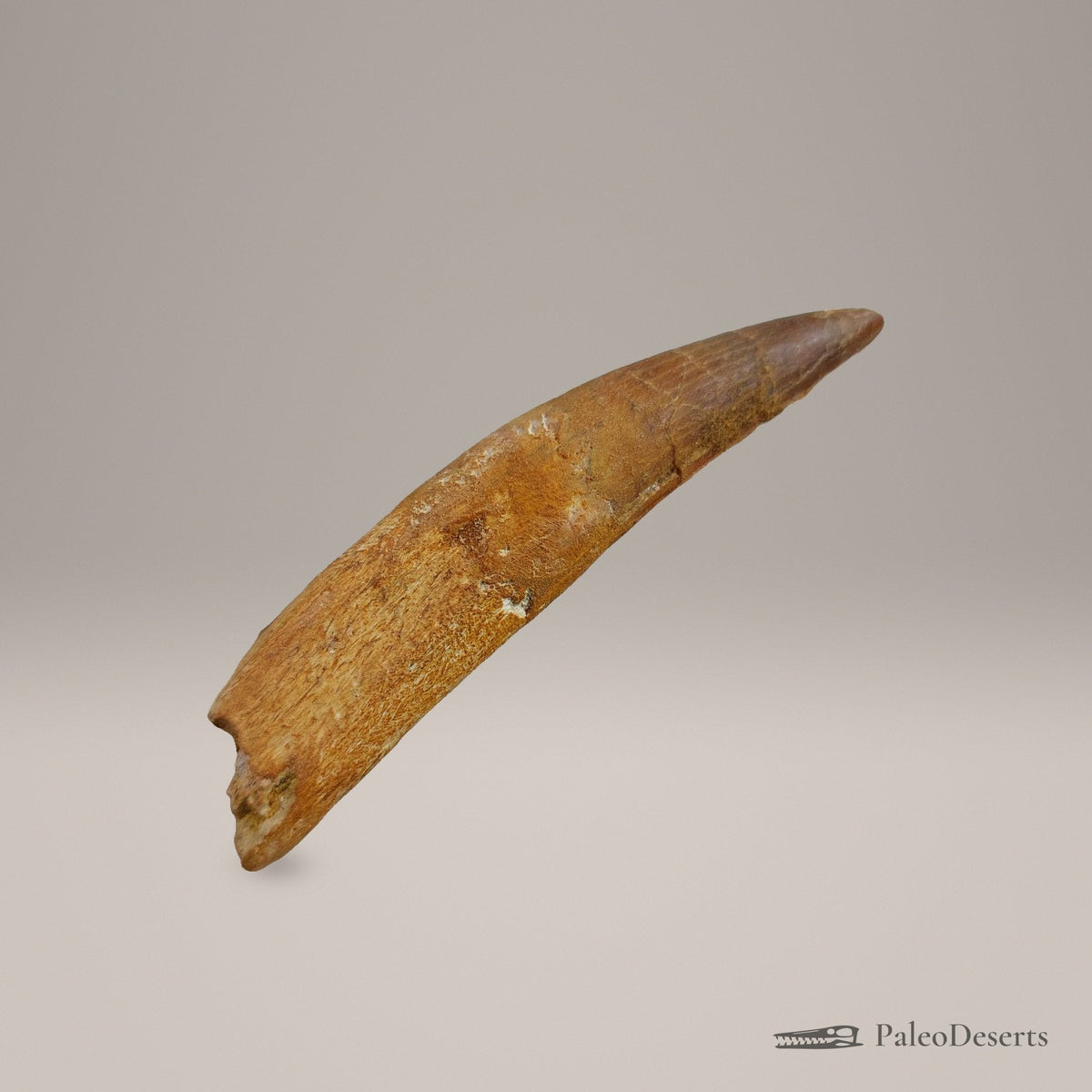 Spinosaurus Tooth Fossil – 3.9 in (9.9 cm), Morocco – Specimen SP-36 – view 4