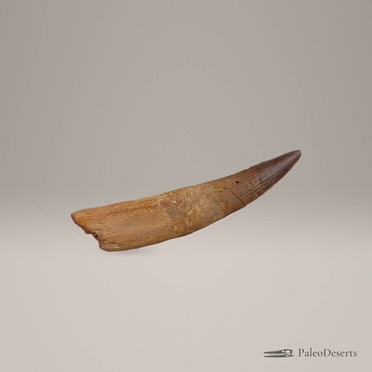 Spinosaurus Tooth Fossil – 3.9 in (9.9 cm), Morocco – Specimen SP-36 – view 3