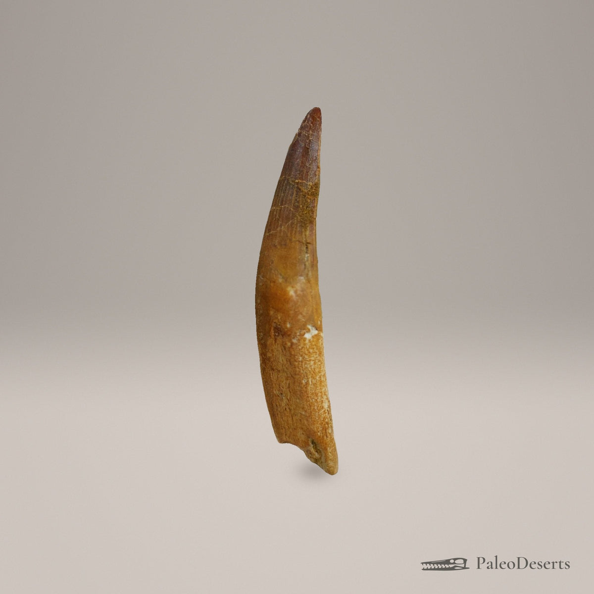 Spinosaurus Tooth Fossil – 3.9 in (9.9 cm), Morocco – Specimen SP-36 – view 2