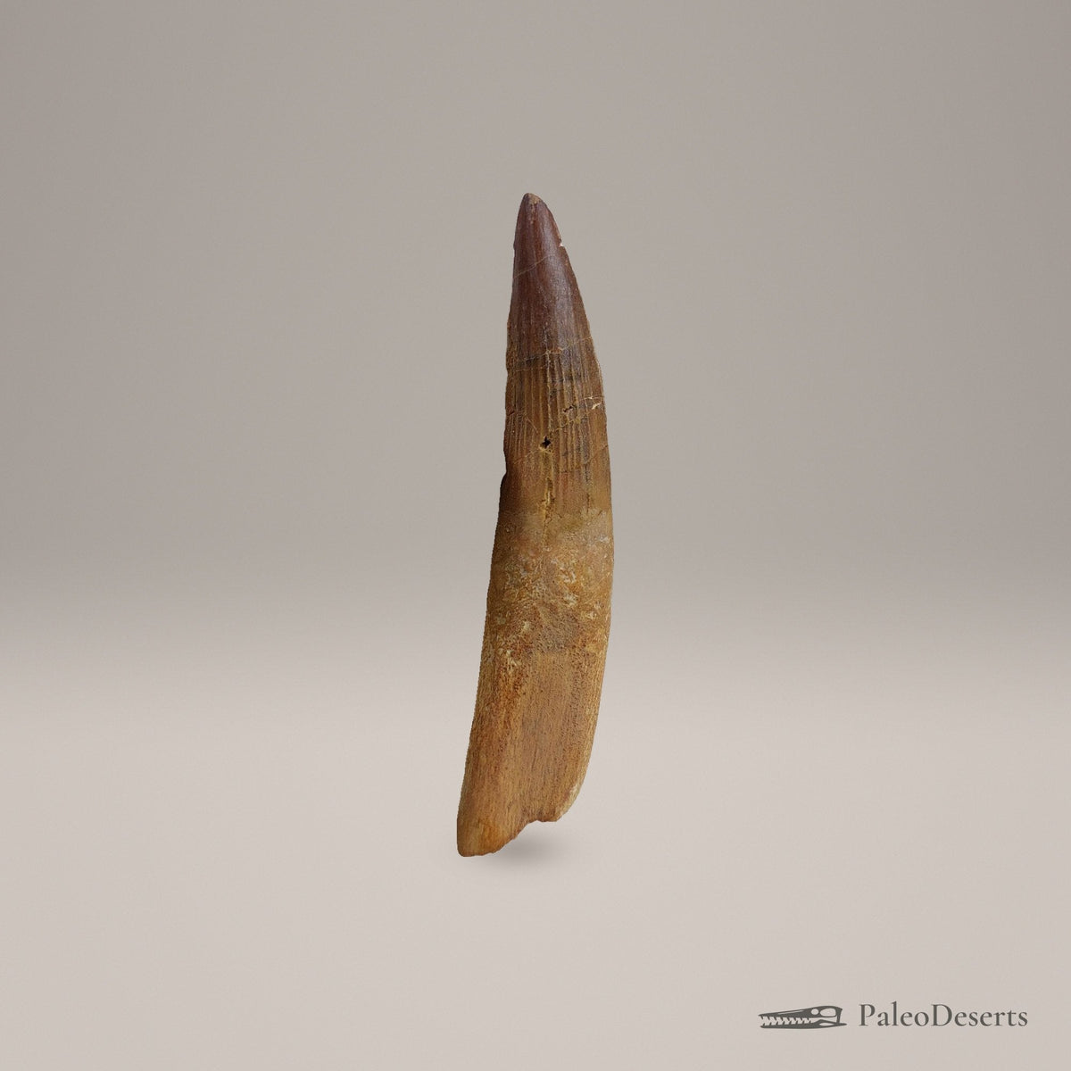 Spinosaurus Tooth Fossil – 3.9 in (9.9 cm), Morocco – Specimen SP-36 – view 1