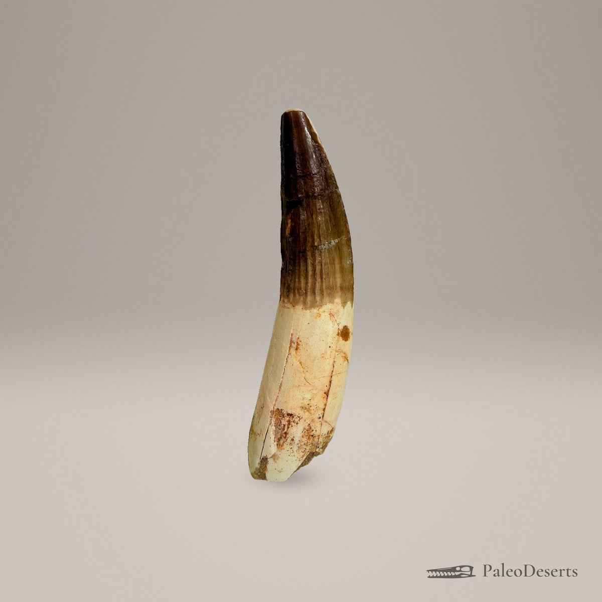 Spinosaurus Tooth Fossil – 4.0 in (10.2 cm), Morocco – view 5