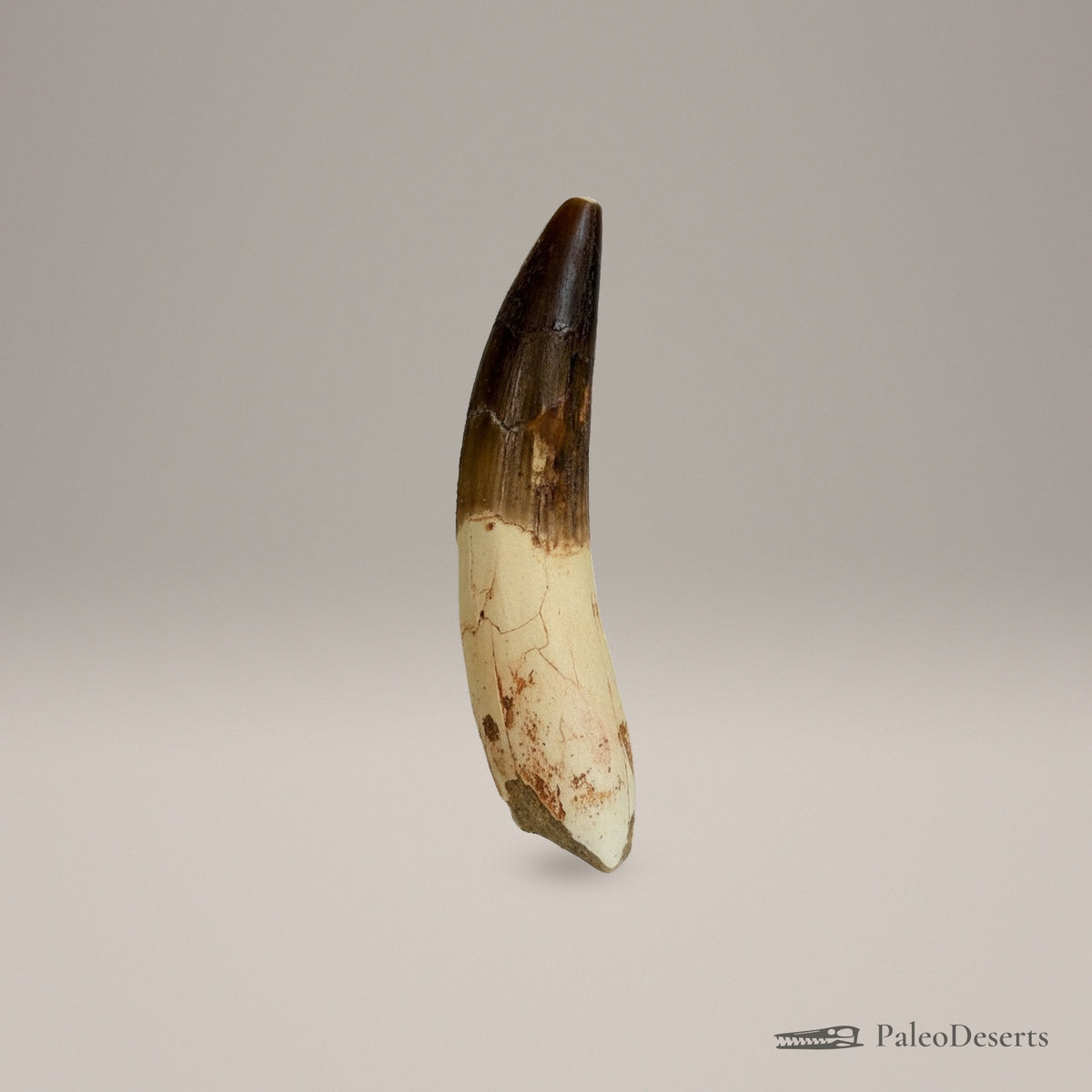 Spinosaurus Tooth Fossil – 4.0 in (10.2 cm), Morocco – view 3