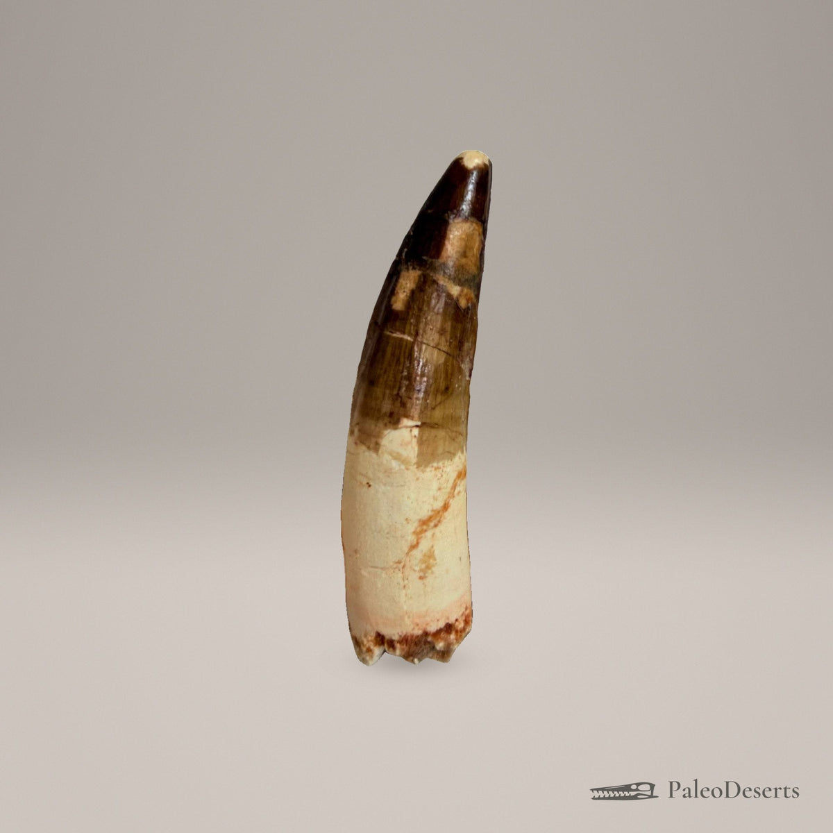 Spinosaurus Tooth Fossil – 4.0 in (10.2 cm), Morocco – view 4