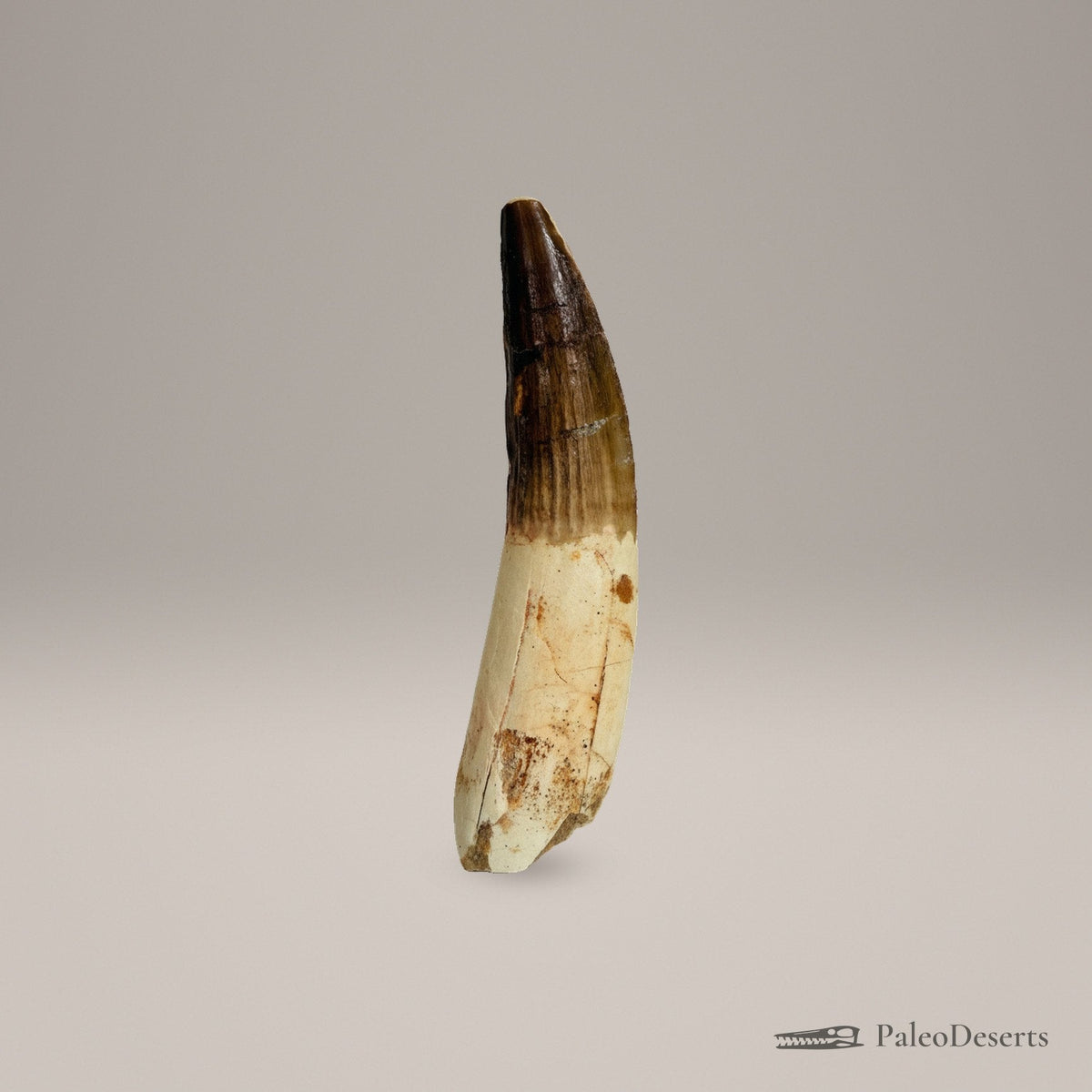 Spinosaurus Tooth Fossil – second view