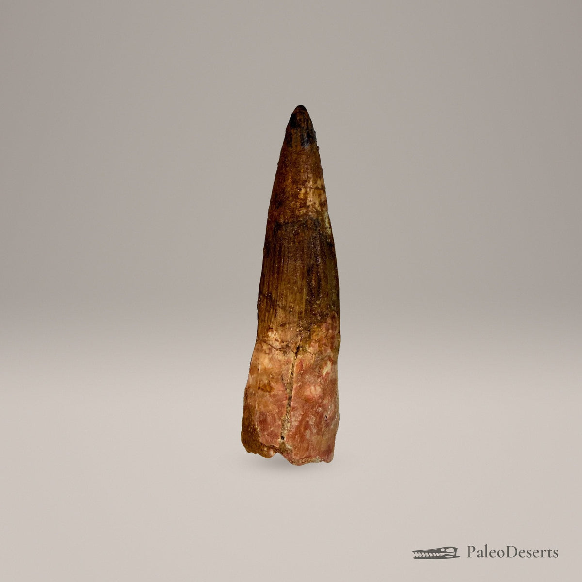 Spinosaurus Tooth Fossil – second view