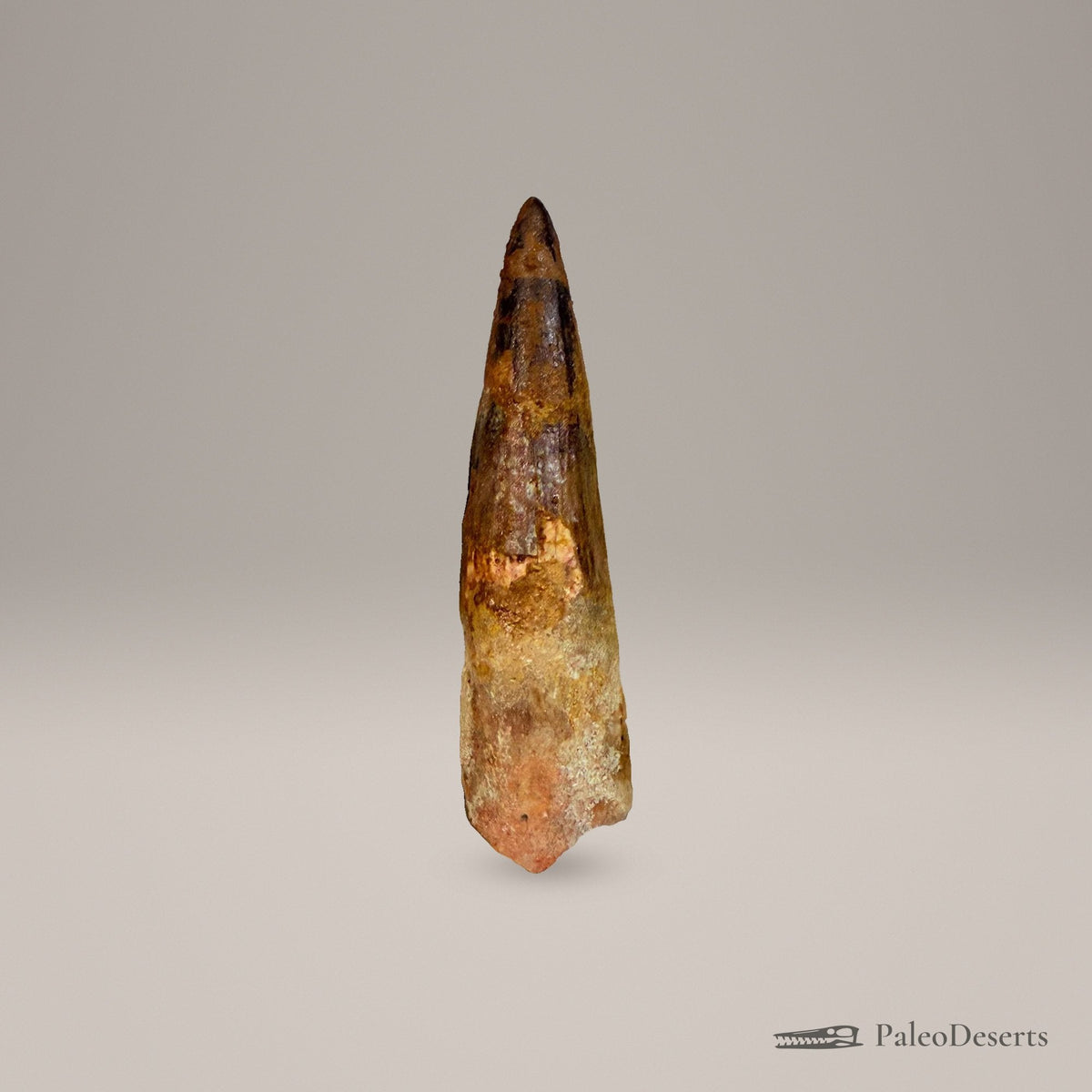 Spinosaurus Tooth Fossil – 4.3 in (11.0 cm), Morocco – Specimen SP-22 - PaleoDeserts