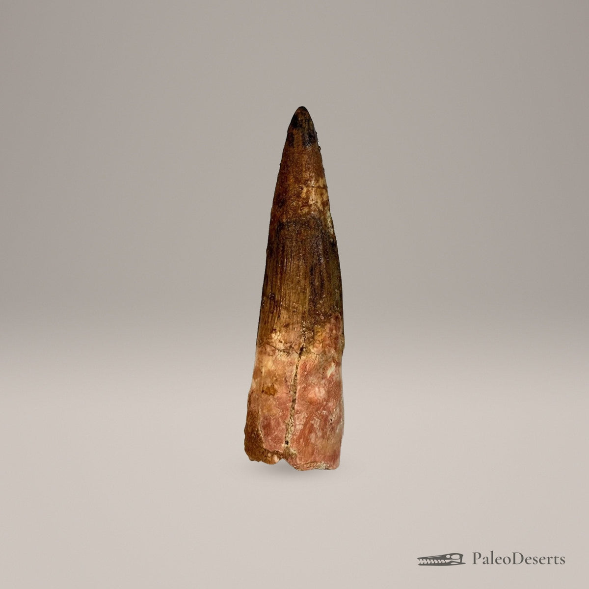 Spinosaurus Tooth Fossil – 4.3 in (11.0 cm), Morocco – Specimen SP-22 – view 1