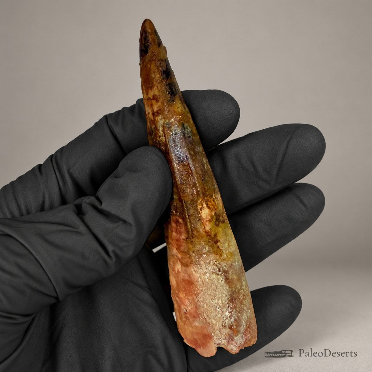 Spinosaurus Tooth Fossil – 4.3 in (11.0 cm), Morocco – Specimen SP-22 - PaleoDeserts