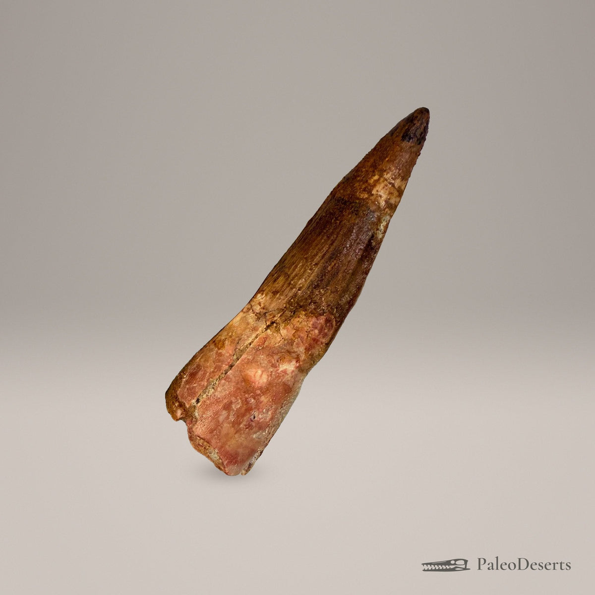 Spinosaurus Tooth Fossil – 4.3 in (11.0 cm), Morocco – Specimen SP-22 – view 4