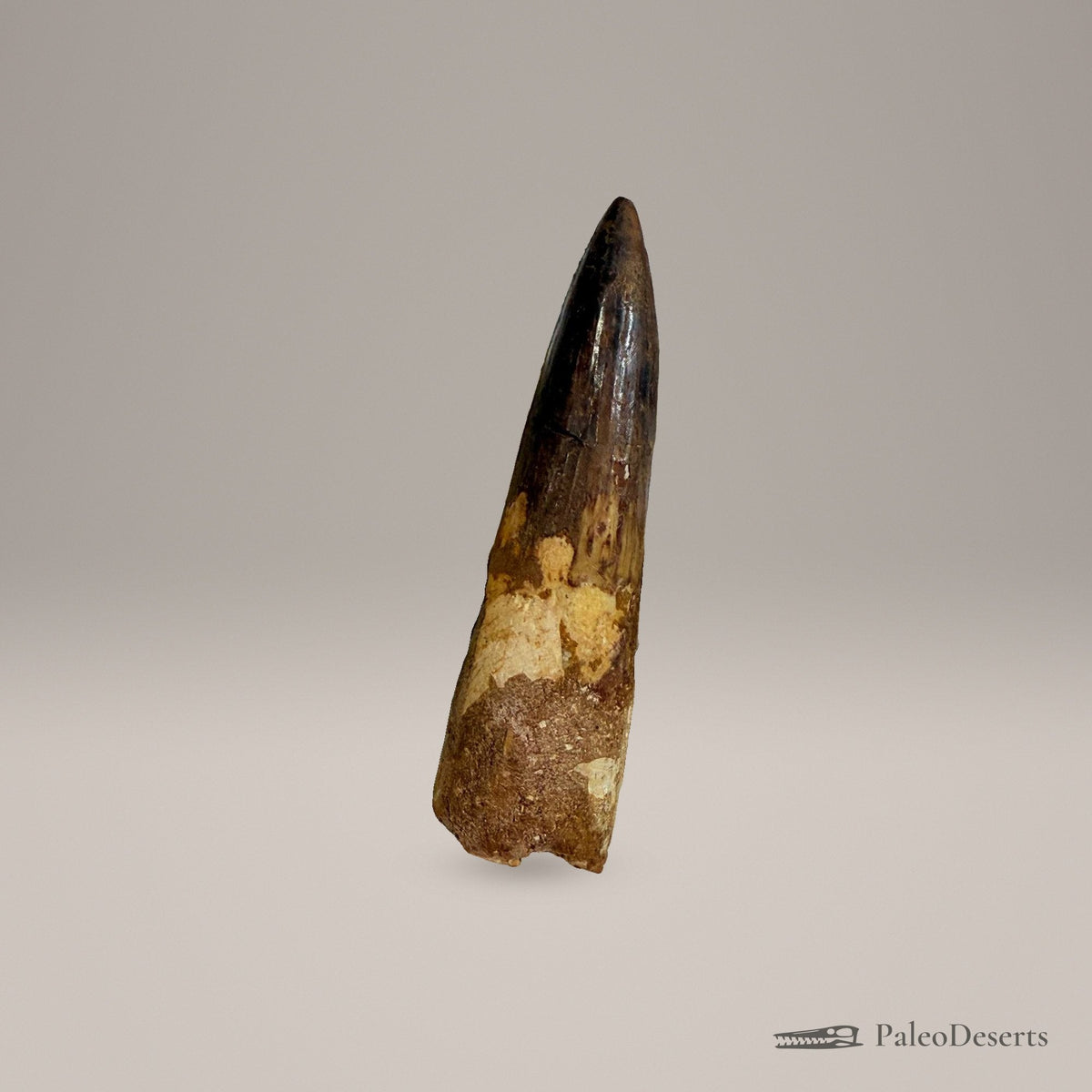 Spinosaurus Tooth Fossil – 4.3 in (11.0 cm), Morocco – Specimen SP-23 – view 4