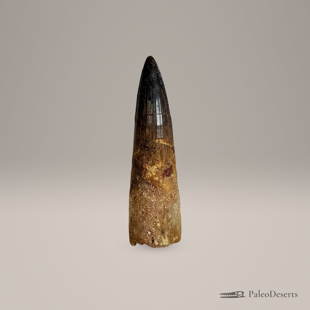 Spinosaurus Tooth Fossil – second view