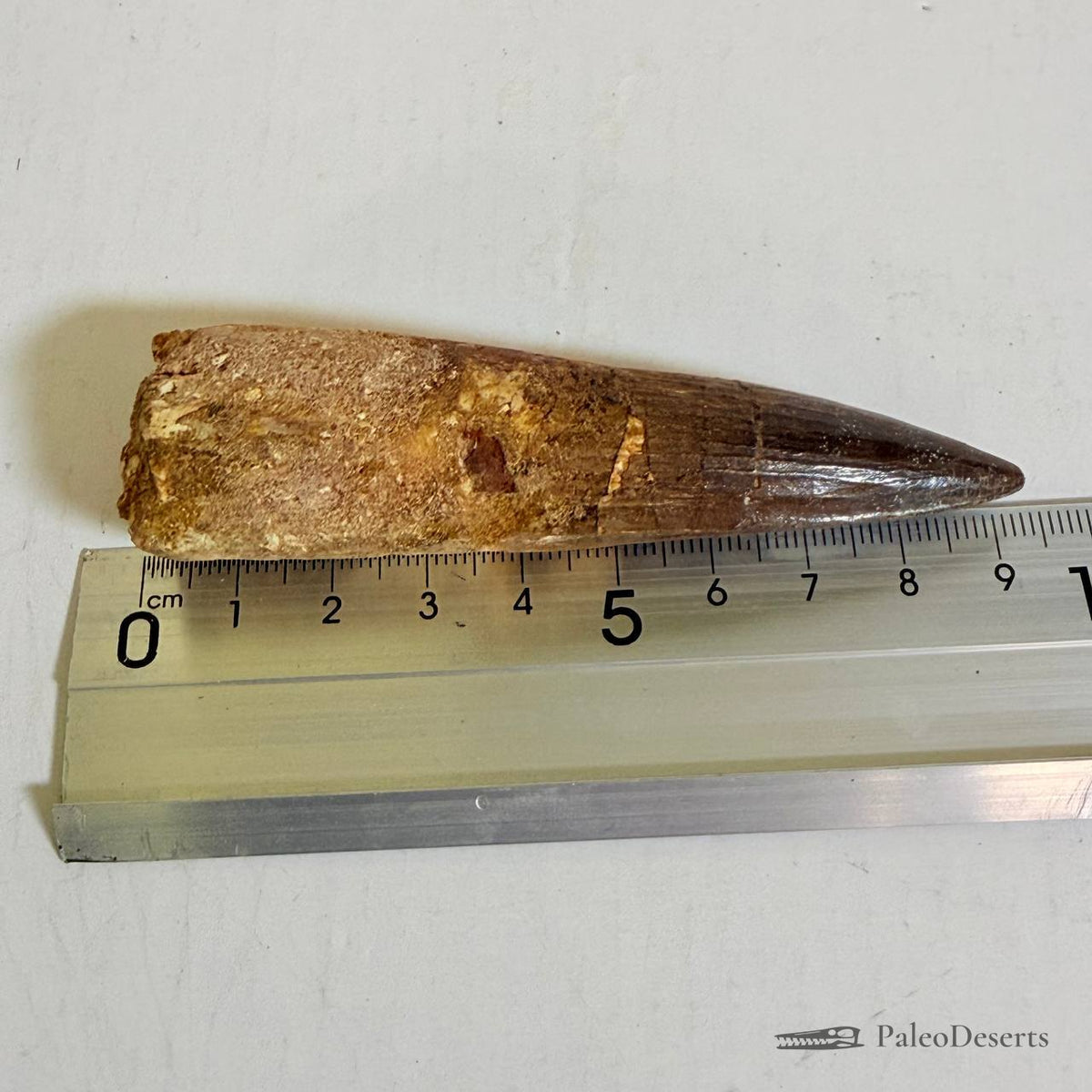 Spinosaurus Tooth Fossil – 4.3 in (11.0 cm), Morocco – Specimen SP-23 – view 6