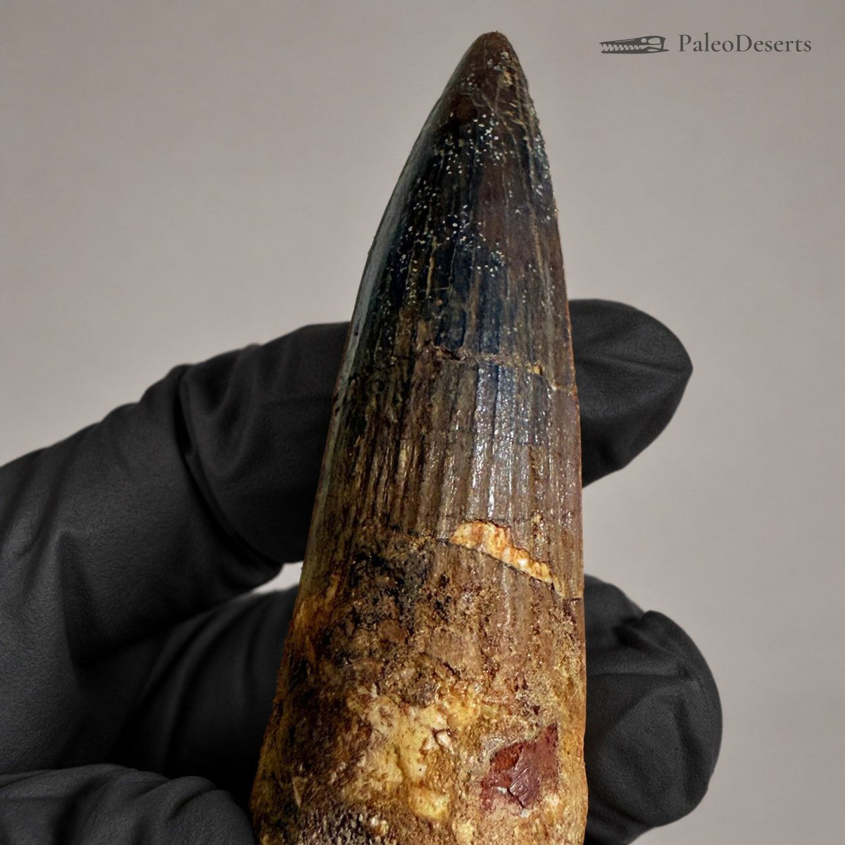 Spinosaurus Tooth Fossil – 4.3 in (11.0 cm), Morocco – Specimen SP-23 - PaleoDeserts