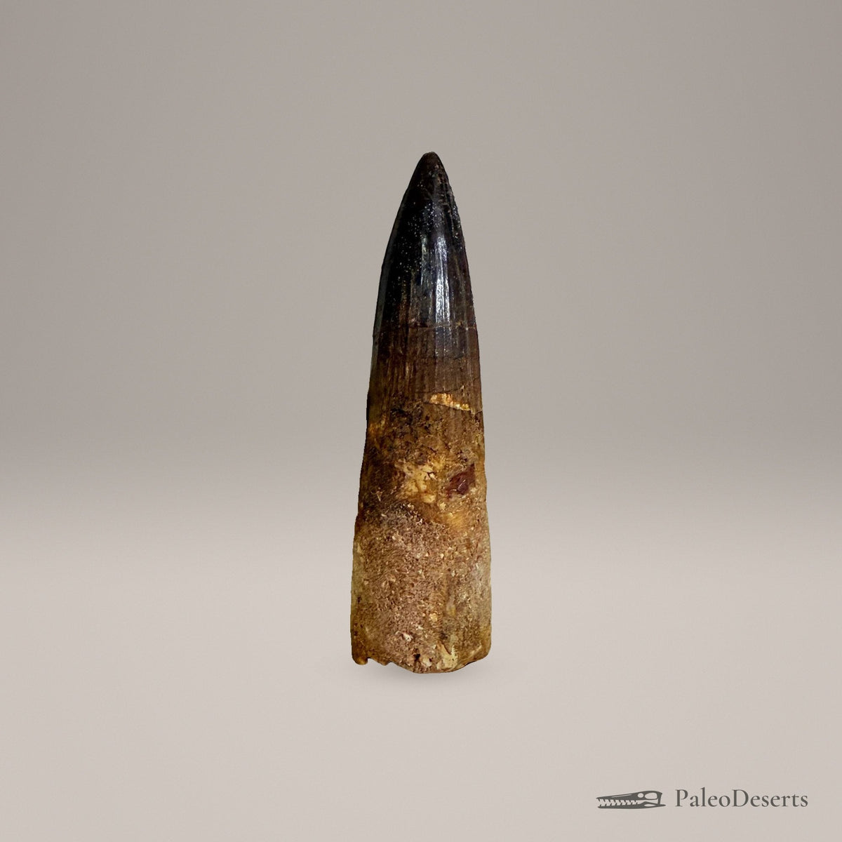 Spinosaurus Tooth Fossil – 4.3 in (11.0 cm), Morocco – Specimen SP-23 - PaleoDeserts