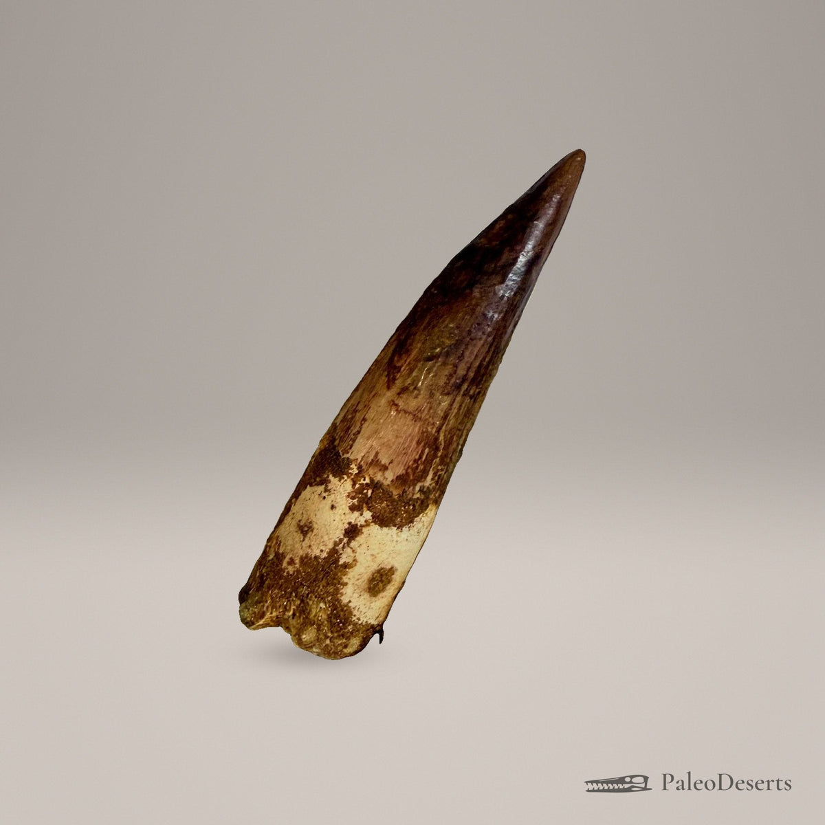 Spinosaurus Tooth Fossil – 4.3 in (11.0 cm), Morocco – Specimen SP-26 – view 3