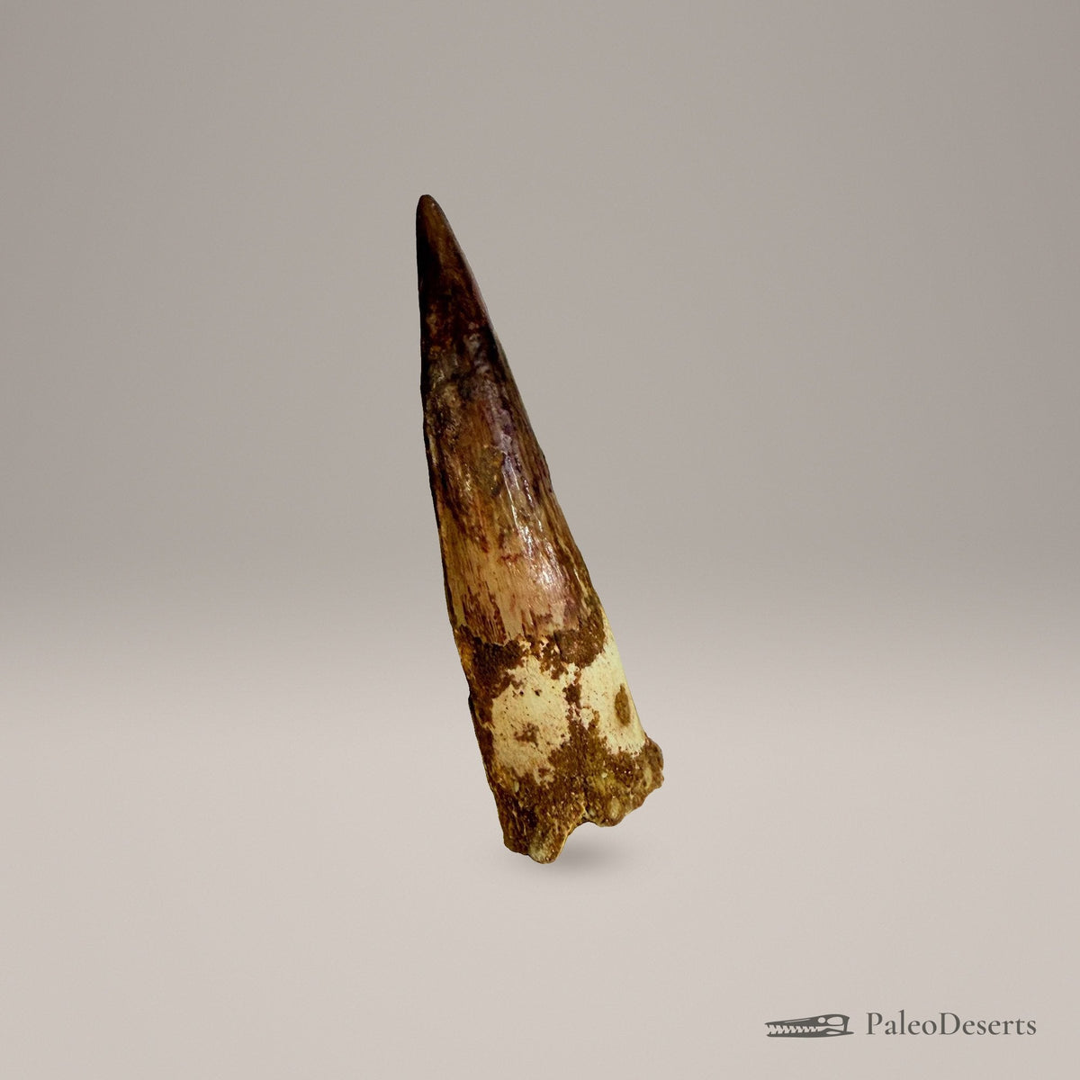 Spinosaurus Tooth Fossil – 4.3 in (11.0 cm), Morocco – Specimen SP-26 – view 2