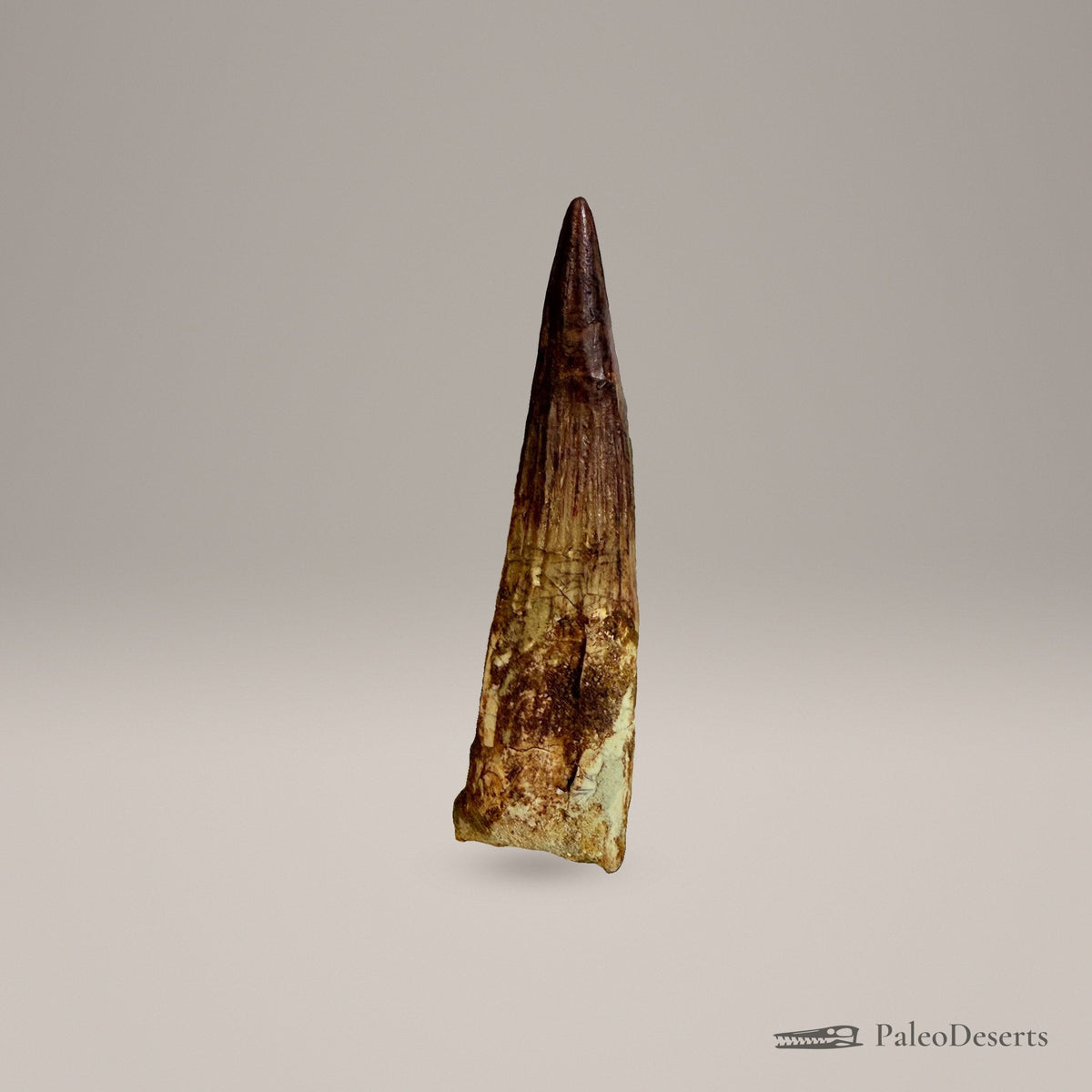 Spinosaurus Tooth Fossil – 4.3 in (11.0 cm), Morocco – Specimen SP-26 – view 4