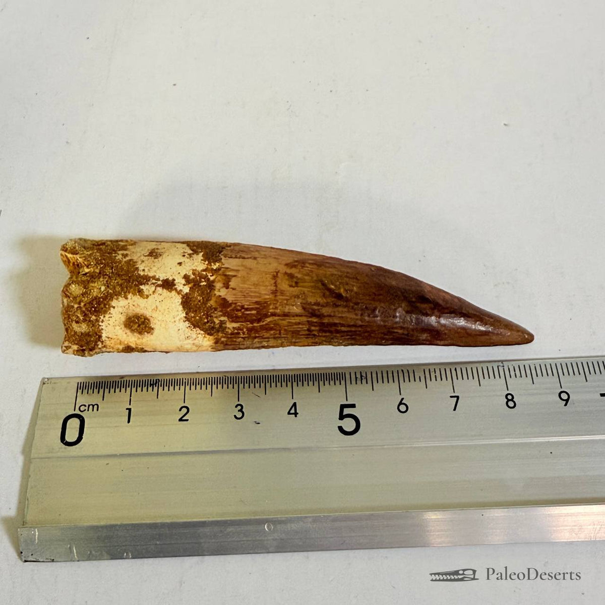Spinosaurus Tooth Fossil – 4.3 in (11.0 cm), Morocco – Specimen SP-26 – view 5