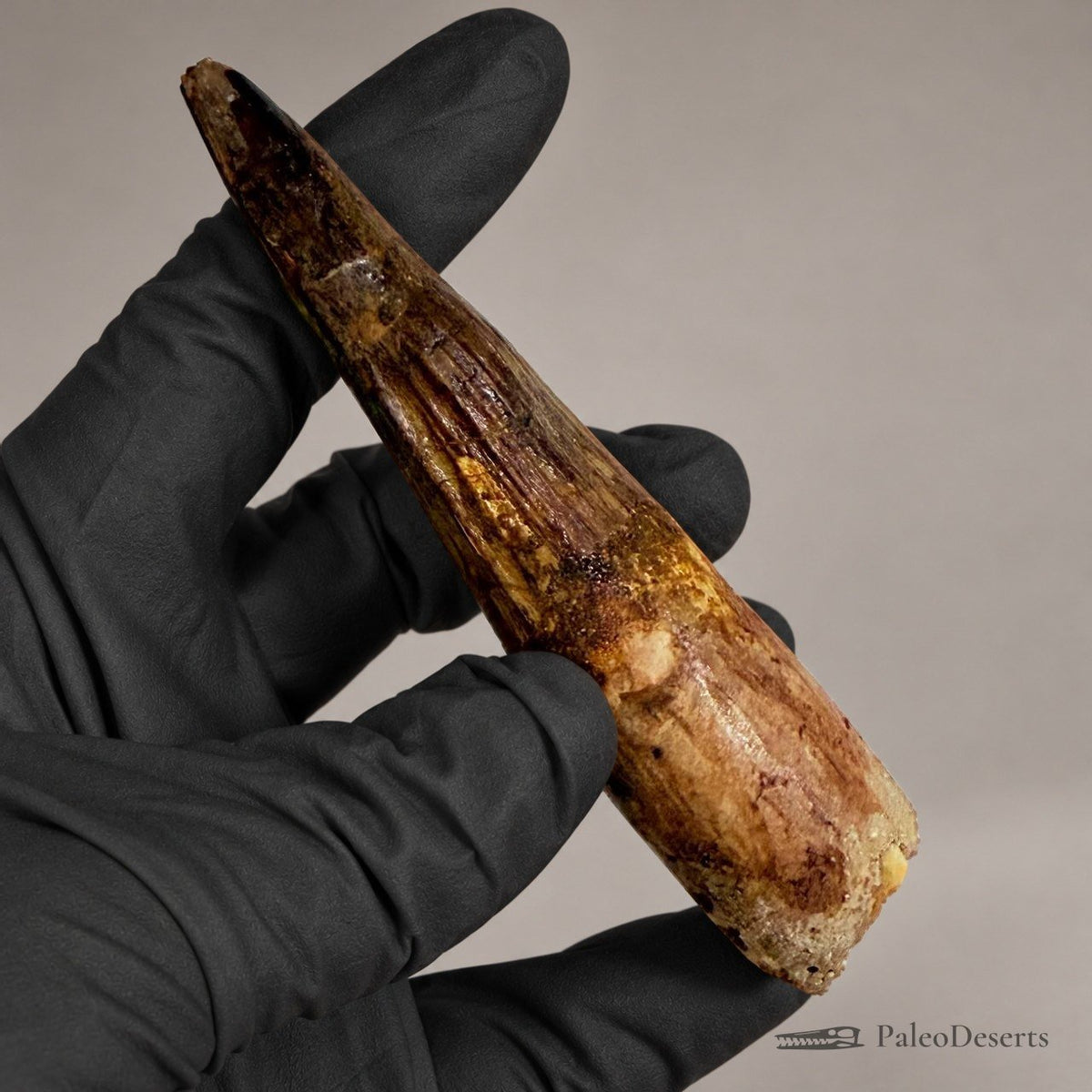 Spinosaurus Tooth Fossil – 4.3 in (11.0 cm), Morocco – Specimen SP-28
