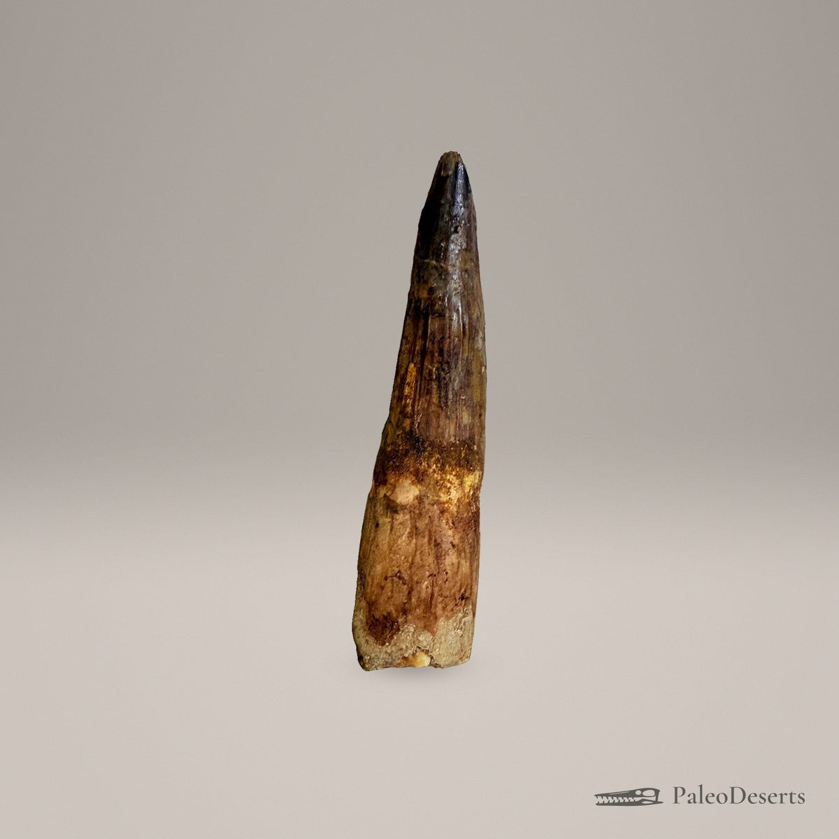 Spinosaurus Tooth Fossil – 4.3 in (11.0 cm), Morocco – Specimen SP-28 - PaleoDeserts