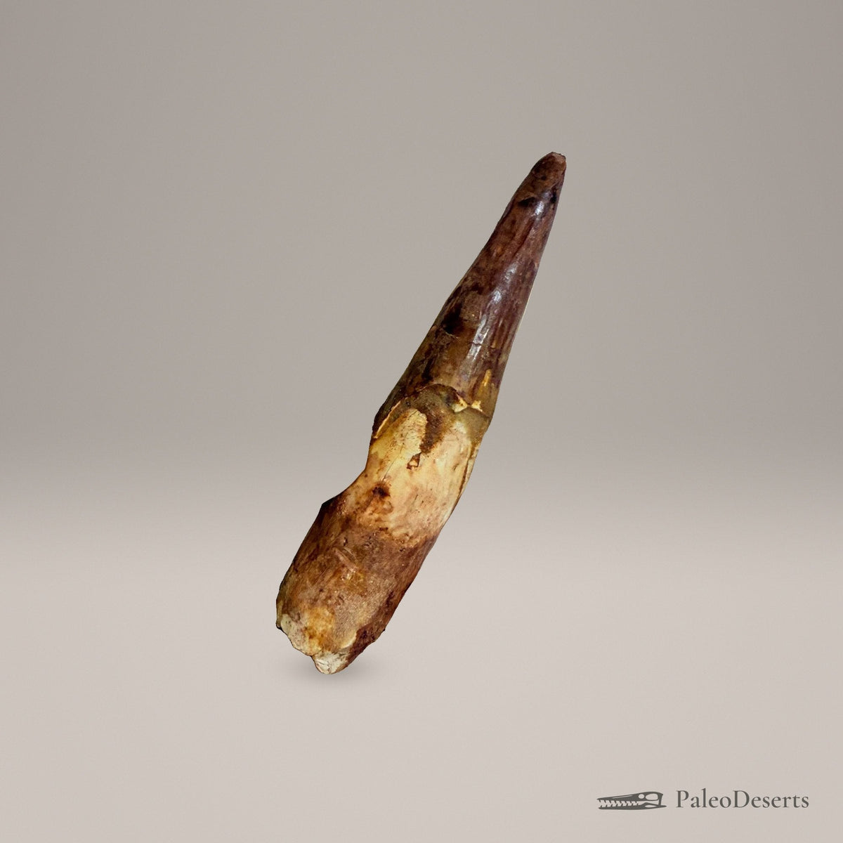 Spinosaurus Tooth Fossil – 4.3 in (11.0 cm), Morocco – Specimen SP-28 – view 3