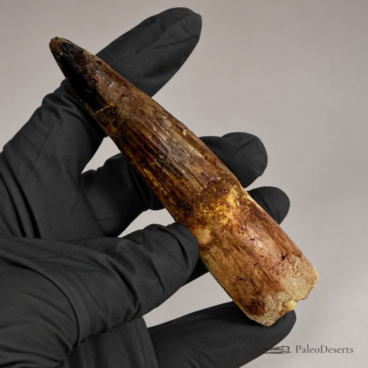 Spinosaurus Tooth Fossil – 4.3 in (11.0 cm), Morocco – Specimen SP-28 - PaleoDeserts