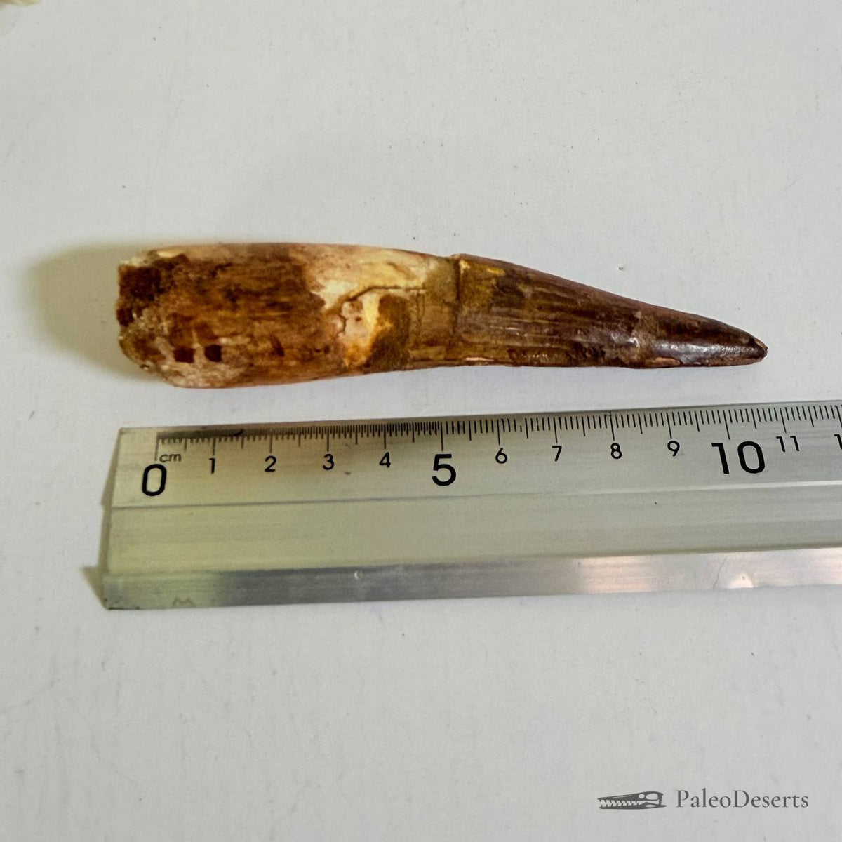 Spinosaurus Tooth Fossil