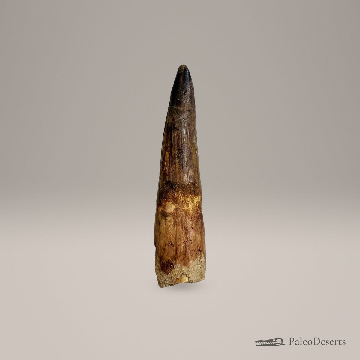 Spinosaurus Tooth Fossil – 4.3 in (11.0 cm), Morocco – Specimen SP-28 - PaleoDeserts