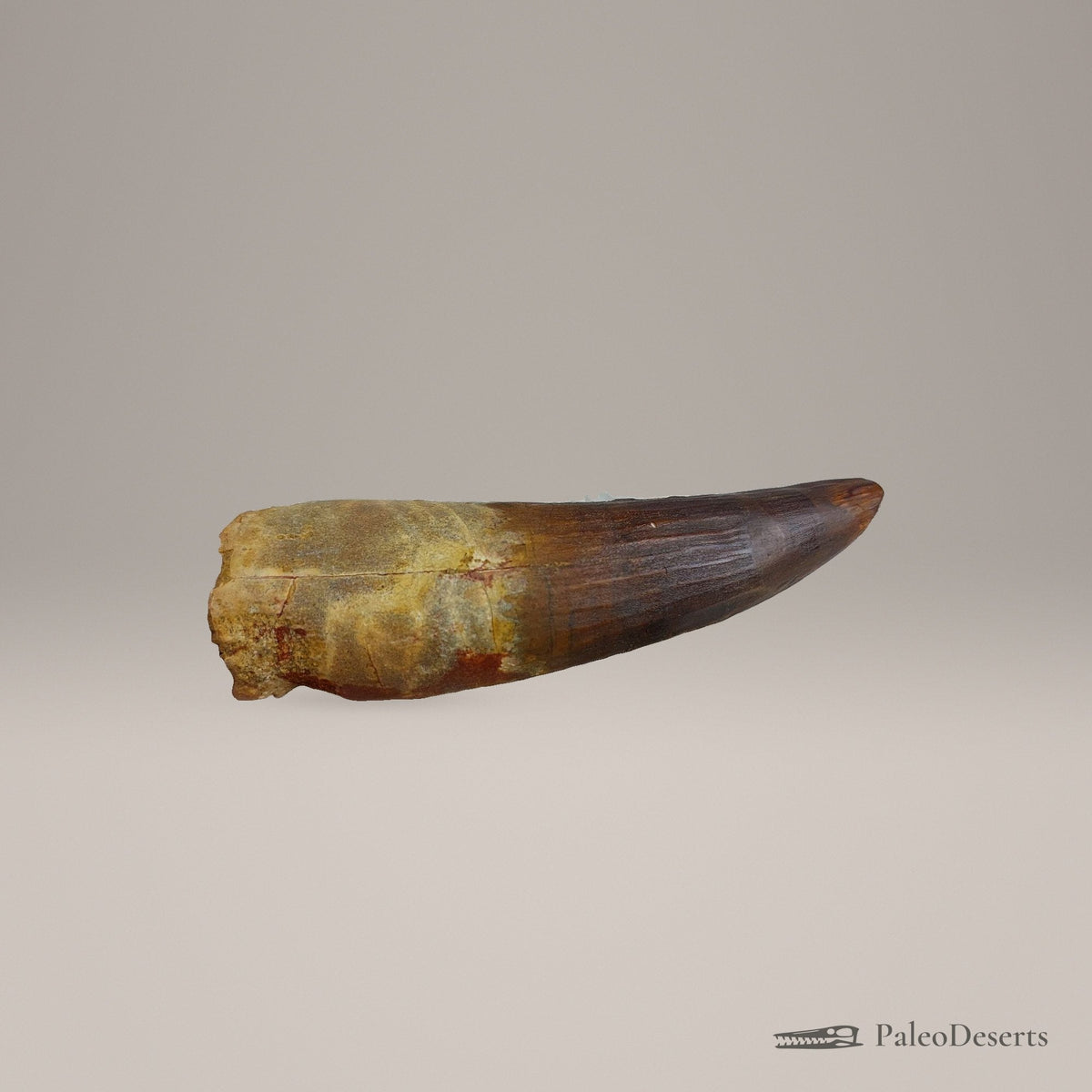 Spinosaurus Tooth Fossil – second view