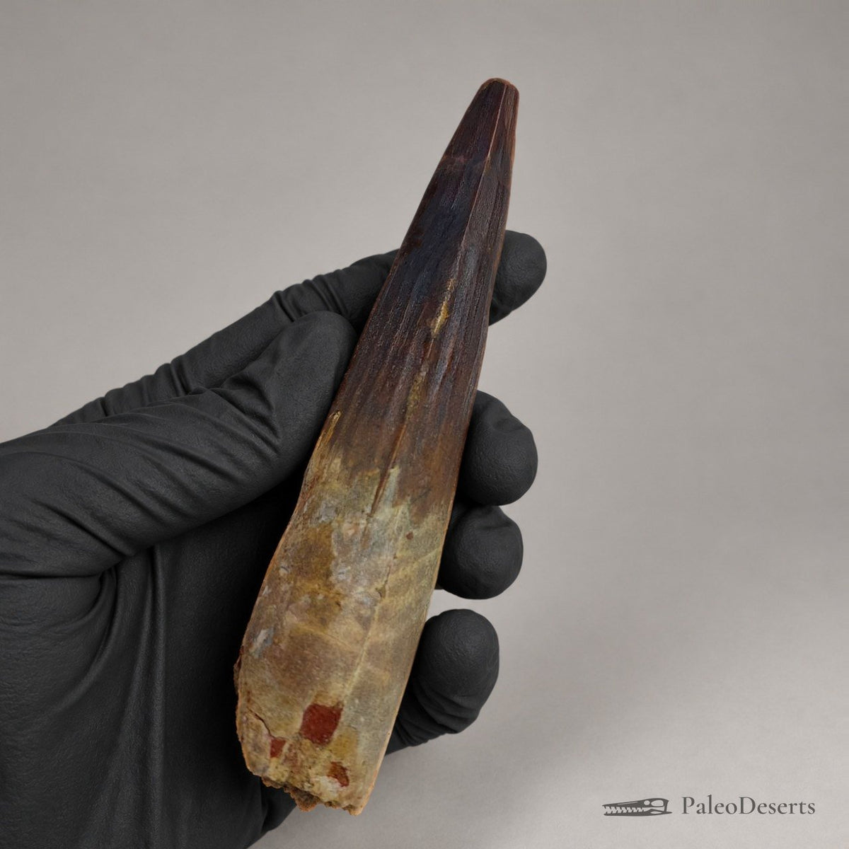 Spinosaurus Tooth Fossil – 5.9 in (15.0 cm), Morocco - PaleoDeserts