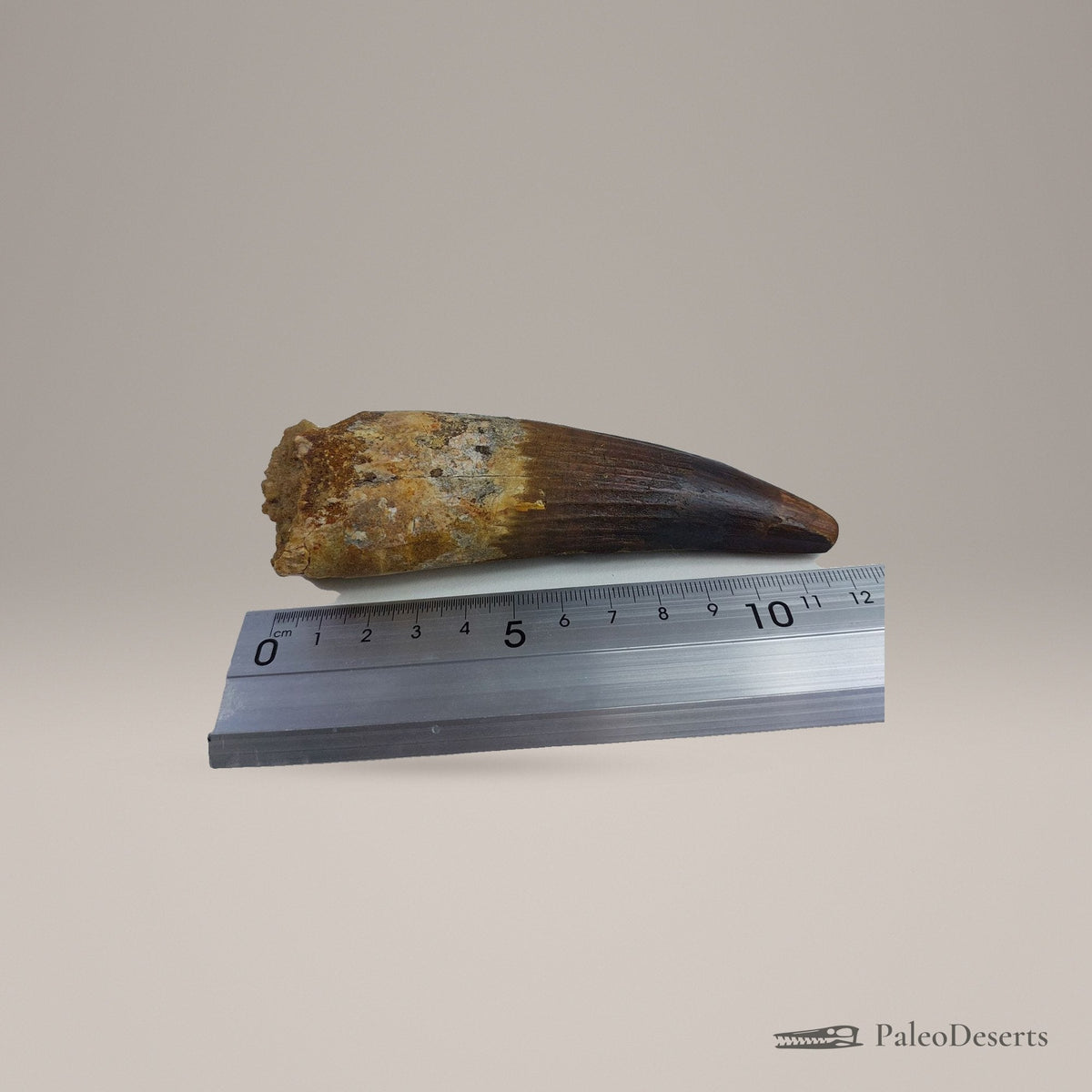 Spinosaurus Tooth Fossil – 5.9 in (15.0 cm), Morocco - PaleoDeserts