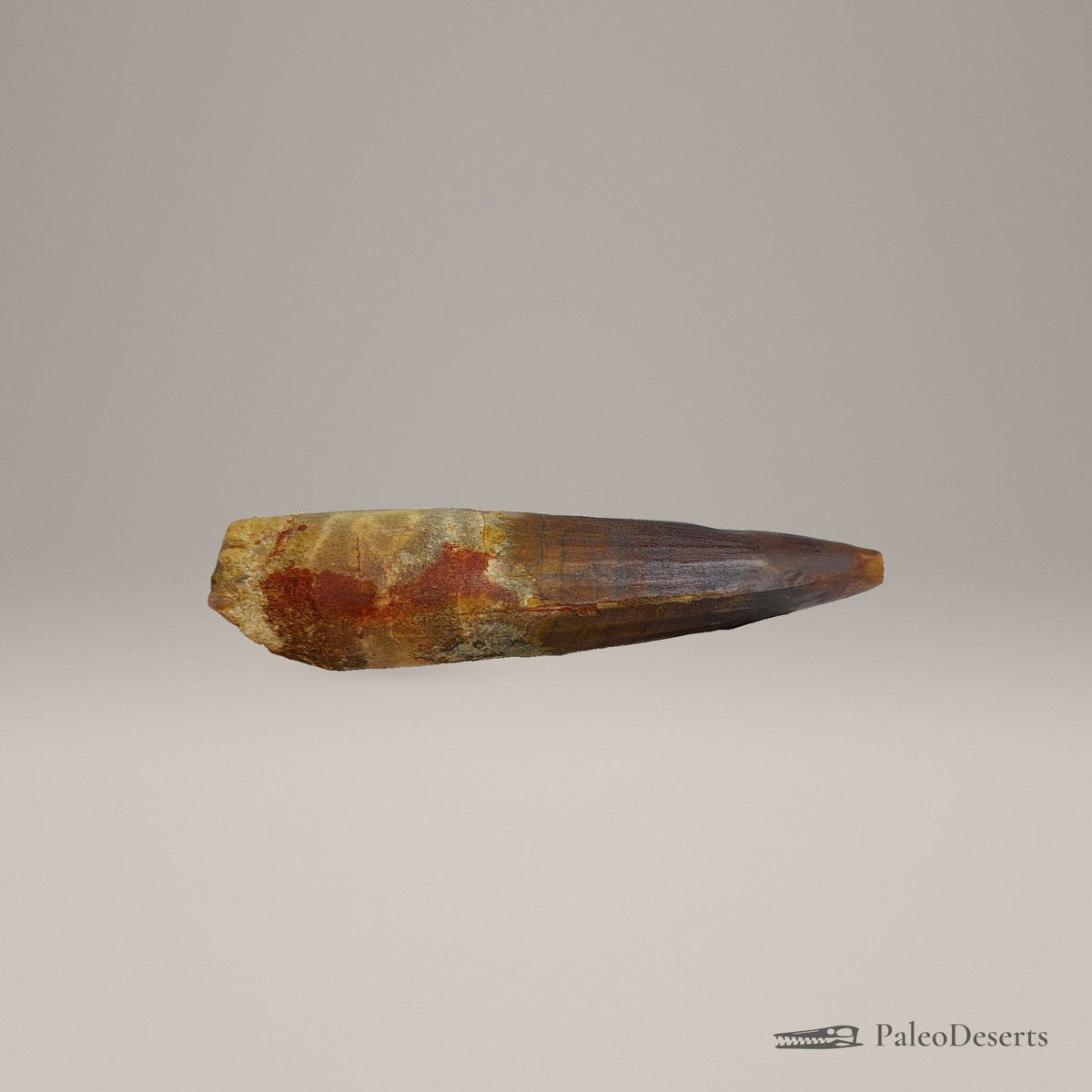 Spinosaurus Tooth Fossil – 5.9 in (15.0 cm), Morocco - PaleoDeserts