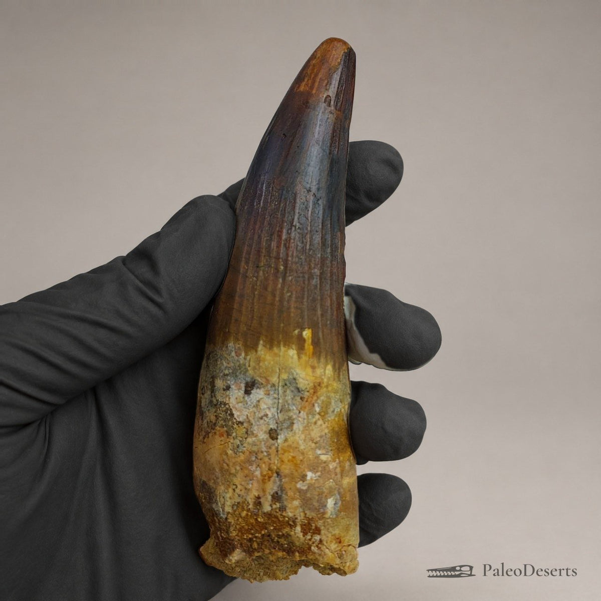 Spinosaurus Tooth Fossil – 5.9 in (15.0 cm), Morocco