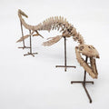 Thalassotitan Atrox Skeleton Fossil, 6 m – AD-17266 - PaleoDeserts